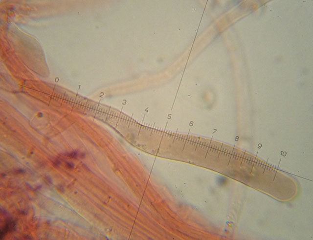 Pluteus podospileus Sacc. & Cub.